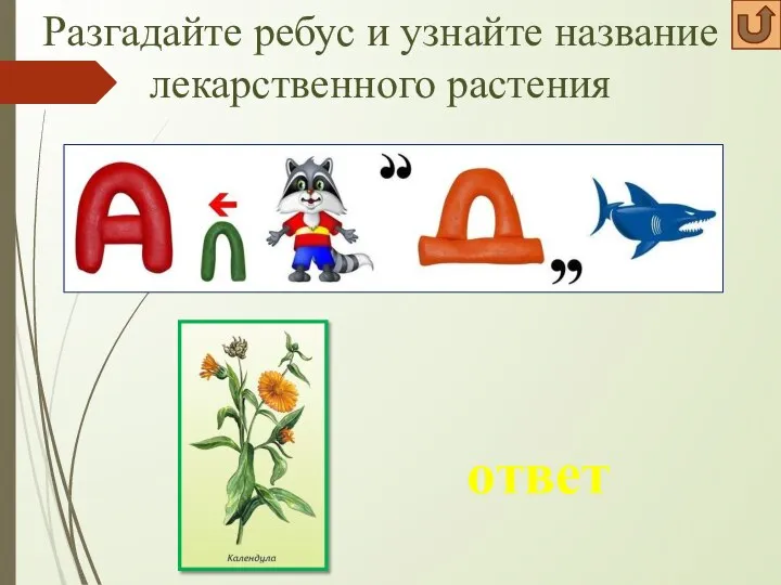 Разгадайте ребус и узнайте название лекарственного растения ответ