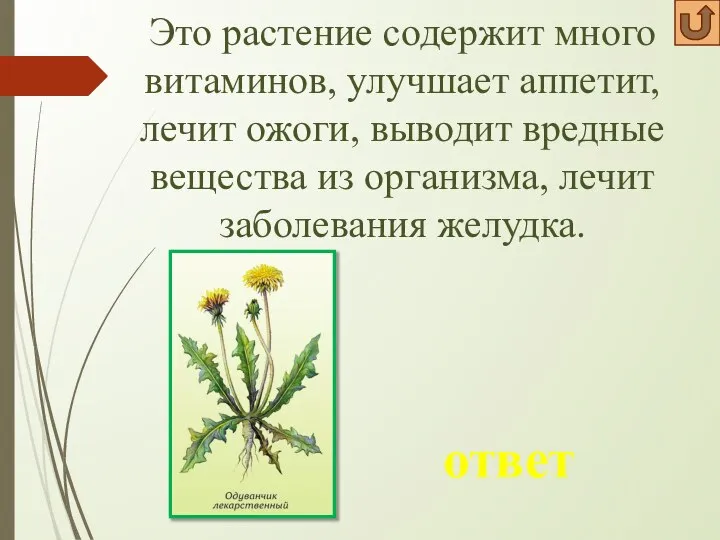 Это растение содержит много витаминов, улучшает аппетит, лечит ожоги, выводит вредные вещества