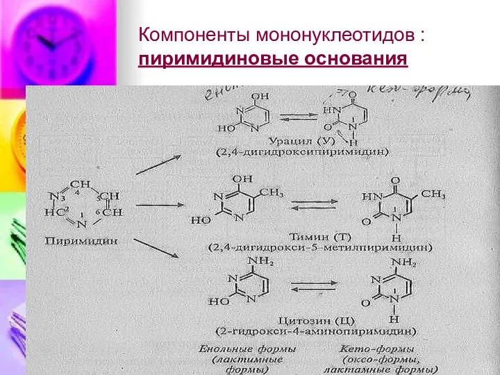 Компоненты мононуклеотидов : пиримидиновые основания