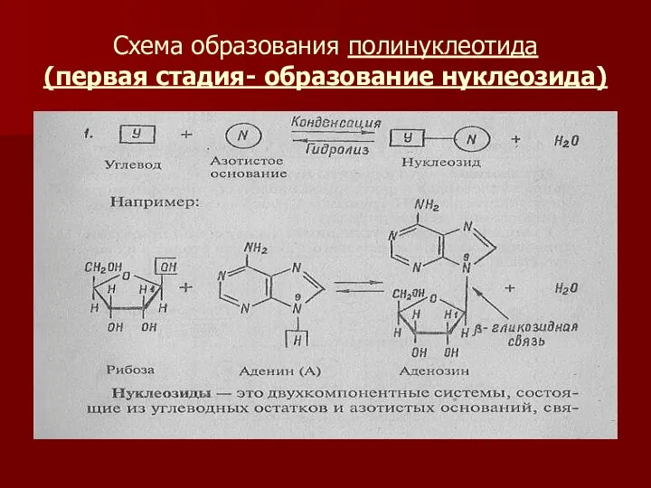 Схема образования полинуклеотида (первая стадия- образование нуклеозида)