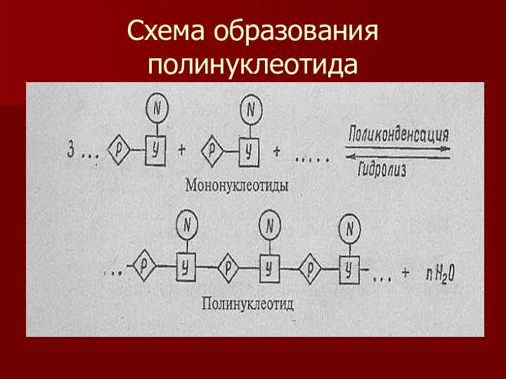 Схема образования полинуклеотида