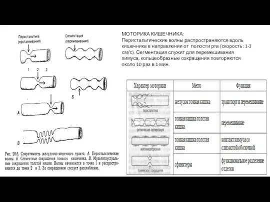 МОТОРИКА КИШЕЧНИКА: Перистальтические волны распространяются вдоль кишечника в направлении от полости рта