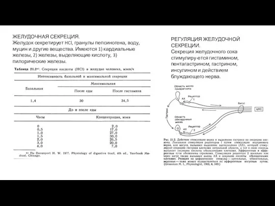 ЖЕЛУДОЧНАЯ СЕКРЕЦИЯ. Желудок секретирует HCl, гранулы пепсиногена, воду, муцин и другие вещества.