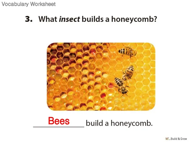 Bees Vocabulary Worksheet