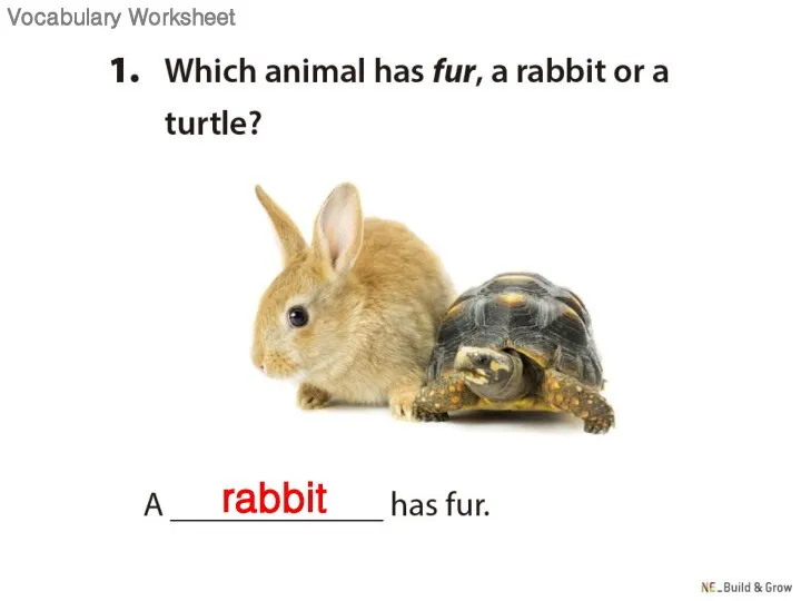 rabbit Vocabulary Worksheet