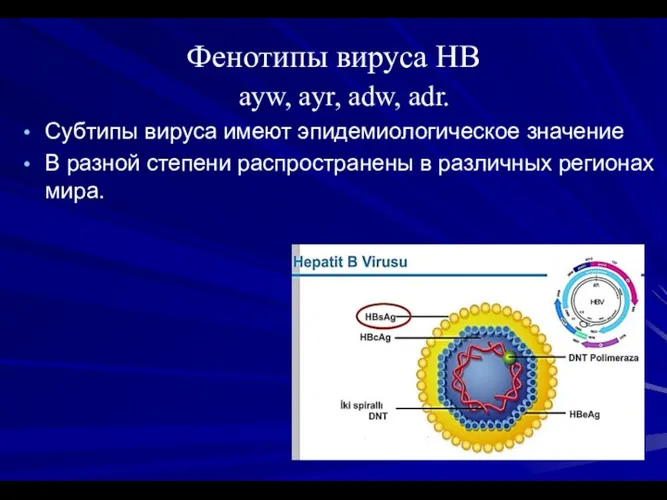 Фенотипы вируса НВ ayw, ayr, adw, adr. Субтипы вируса имеют эпидемиологическое значение