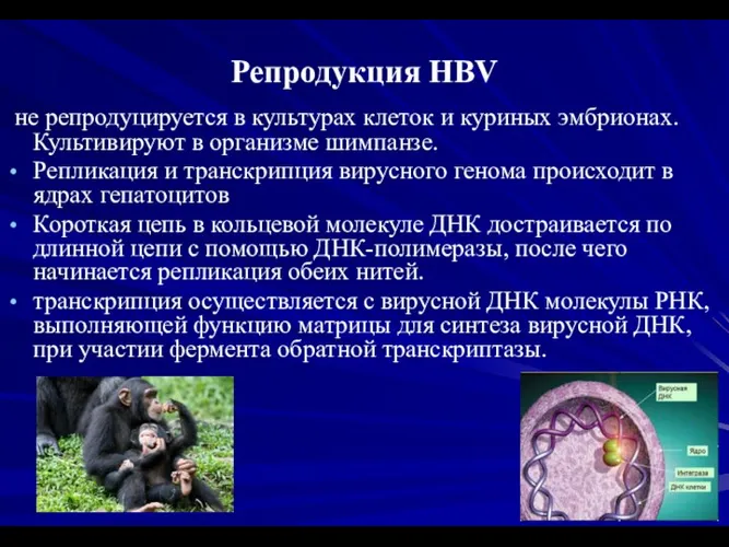 Репродукция HBV не репродуцируется в культурах клеток и куриных эмбрионах. Культивируют в