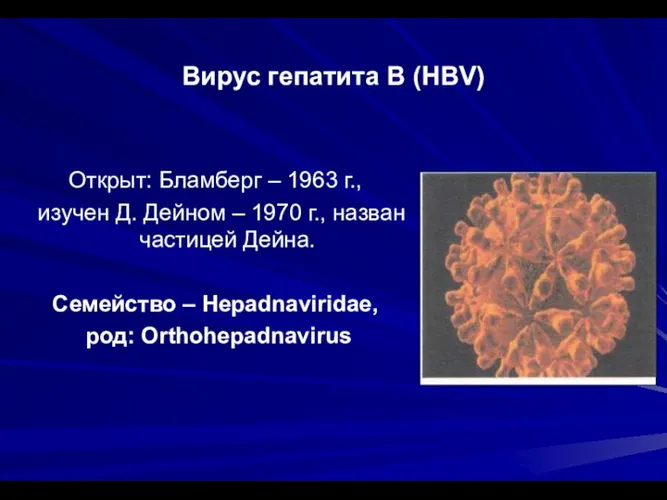 Вирус гепатита В (HBV) Открыт: Бламберг – 1963 г., изучен Д. Дейном