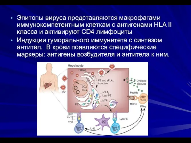 Эпитопы вируса представляются макрофагами иммунокомпетентным клеткам с антигенами HLA II класса и