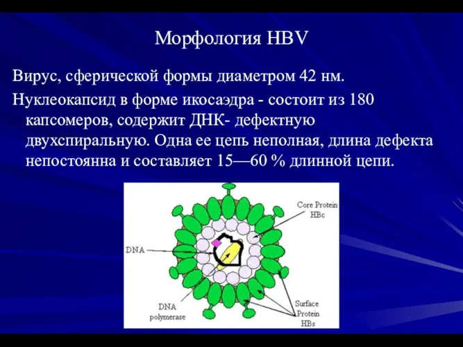 Морфология HBV Вирус, сферической формы диаметром 42 нм. Нуклеокапсид в форме икосаэдра