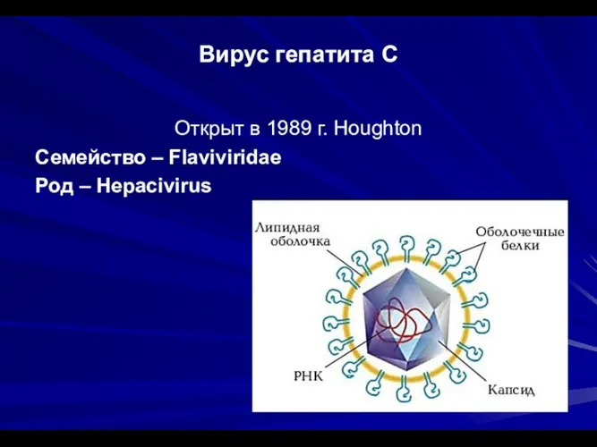 Вирус гепатита С Открыт в 1989 г. Houghton Семейство – Flaviviridae Род – Hepacivirus