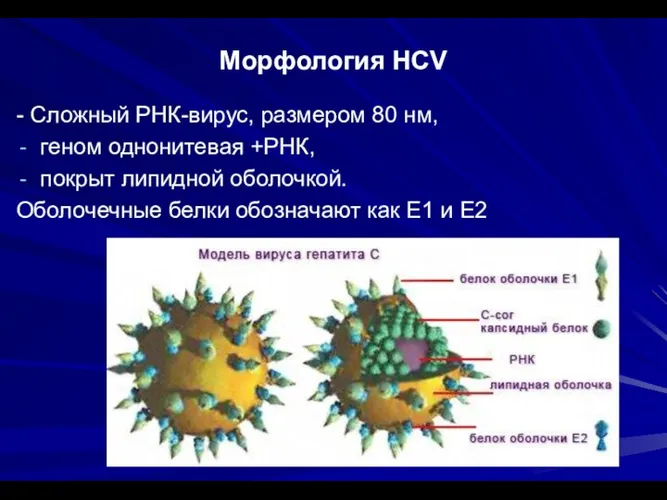 Морфология HCV - Сложный РНК-вирус, размером 80 нм, геном однонитевая +РНК, покрыт