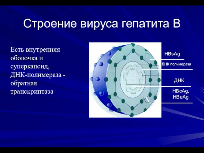 Строение вируса гепатита В Есть внутренняя оболочка и суперкапсид, ДНК-полимераза - обратная транскриптаза