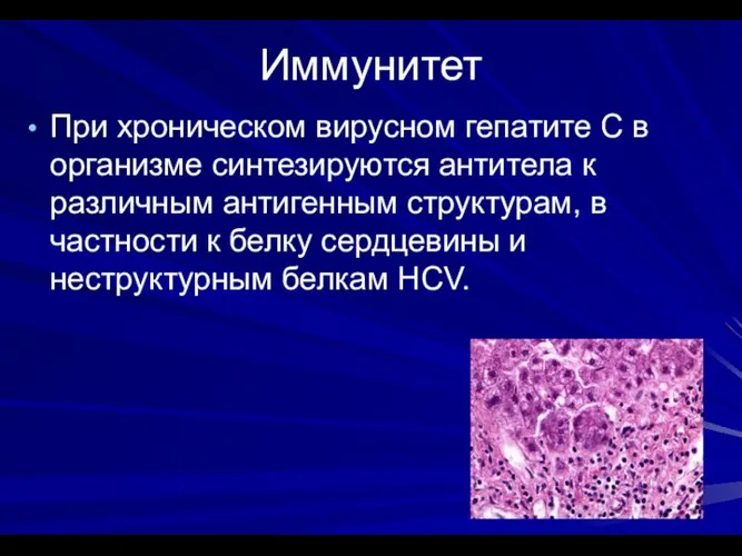 Иммунитет При хроническом вирусном гепатите С в организме синтезируются антитела к различным