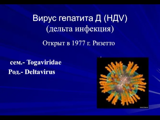Вирус гепатита Д (HДV) (дельта инфекция) Открыт в 1977 г. Ризетто сем.- Togaviridae Род.- Deltavirus