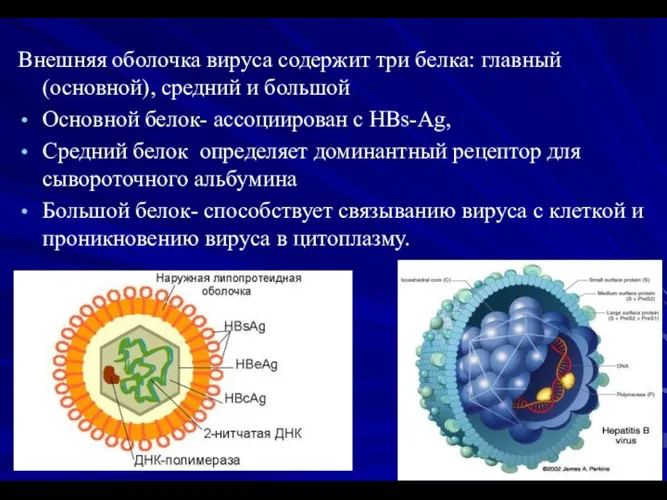 Внешняя оболочка вируса содержит три белка: главный (основной), средний и большой Основной