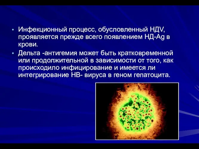 Инфекционный процесс, обусловленный НДV, проявляется прежде всего появлением НД-Ag в крови. Дельта