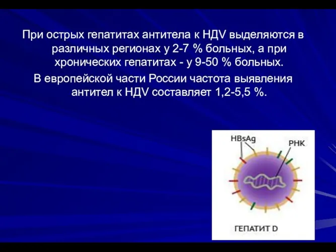 При острых гепатитах антитела к НДV выделяются в различных регионах у 2-7