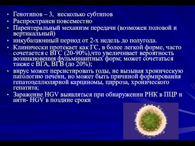 Генотипов – 3, несколько субтипов Распространен повсеместно Парентеральный механизм передачи (возможен половой