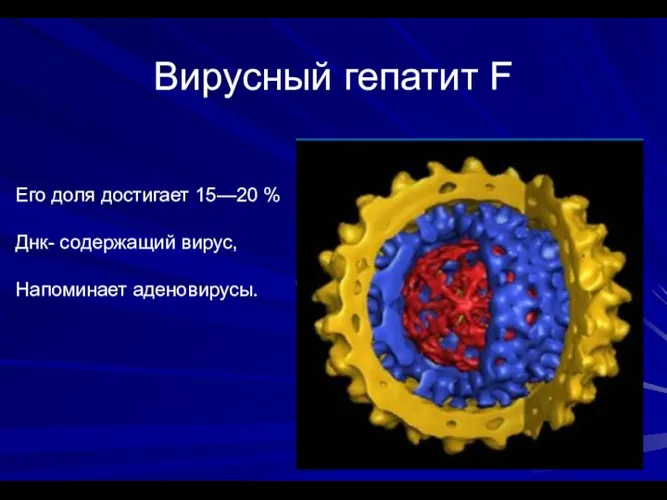 Вирусный гепатит F Его доля достигает 15—20 % Днк- содержащий вирус, Напоминает аденовирусы.