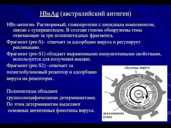 HbsAg (австралийский антиген) HBs-антиген- Растворимый, гликопротеин с липидным компонентом, связан с суперкапсидом.