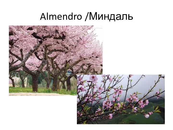 Almendro /Миндаль