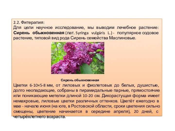 2.2. Фитерапия: Для цели научное исследование, мы выводим лечебное растение: Сирень обыкновенная