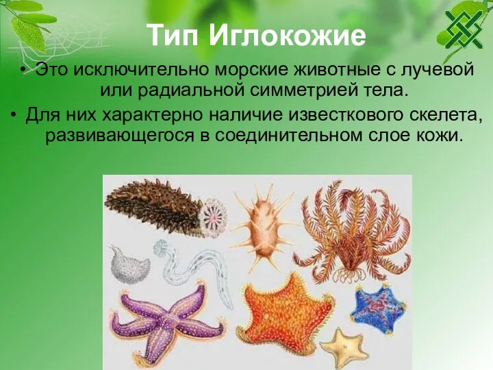 Тип Иглокожие Это исключительно морские животные с лучевой или радиальной симметрией тела.