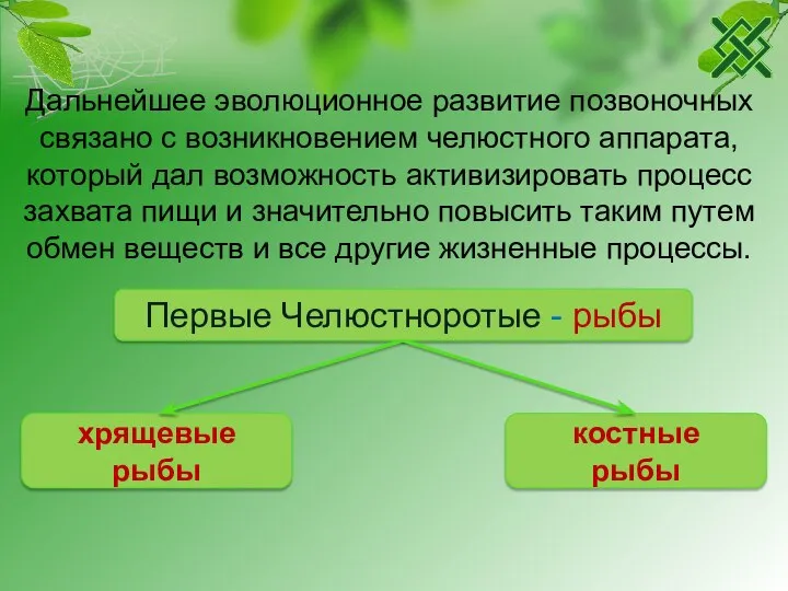 Первые Челюстноротые - рыбы хрящевые рыбы костные рыбы Дальнейшее эволюционное развитие позвоночных