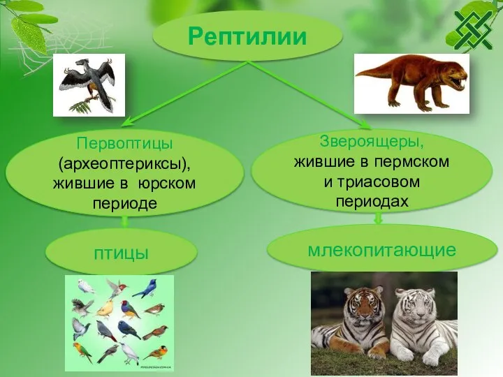 Рептилии Звероящеры, жившие в пермском и триасовом периодах птицы млекопитающие Первоптицы (археоптериксы), жившие в юрском периоде