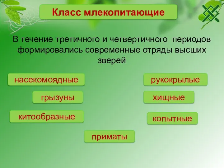 Класс млекопитающие В течение третичного и четвертичного периодов формировались современные отряды высших