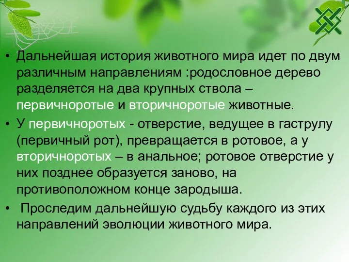 Дальнейшая история животного мира идет по двум различным направлениям :родословное дерево разделяется