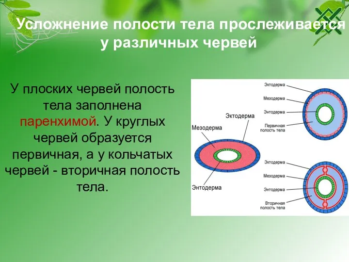 Усложнение полости тела прослеживается у различных червей У плоских червей полость тела