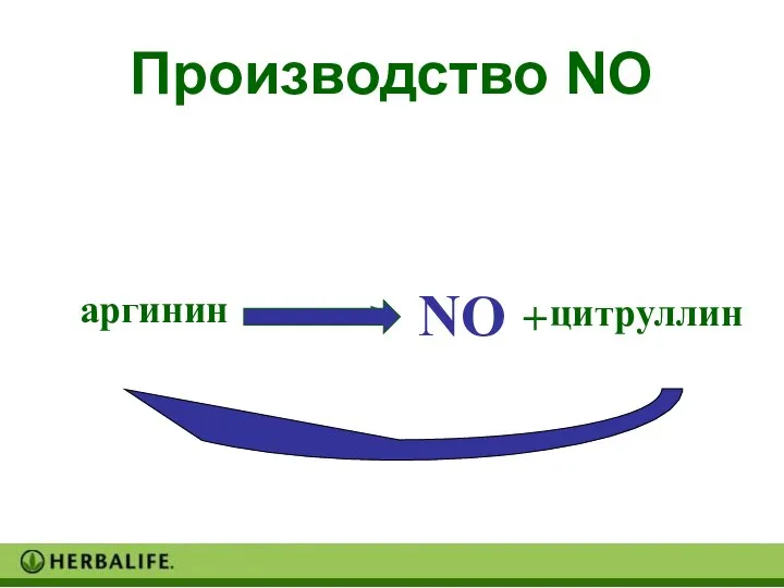 Производство NO аргинин цитруллин NO +