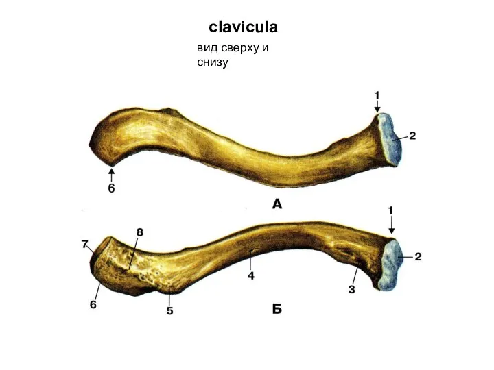 clavicula вид сверху и снизу