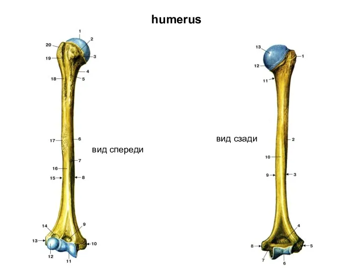 humerus вид спереди вид сзади