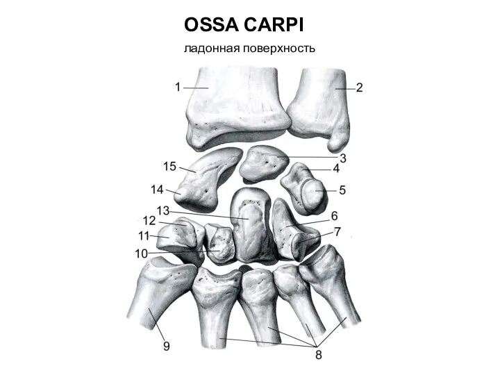 OSSA CARPI ладонная поверхность