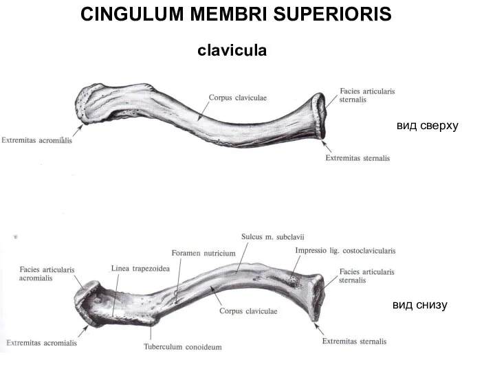 CINGULUM MEMBRI SUPERIORIS clavicula вид сверху вид снизу