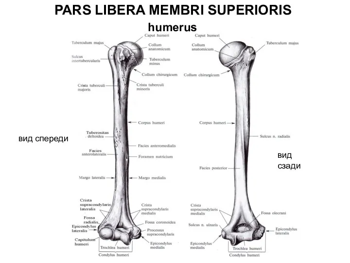 PARS LIBERA MEMBRI SUPERIORIS humerus вид спереди вид сзади