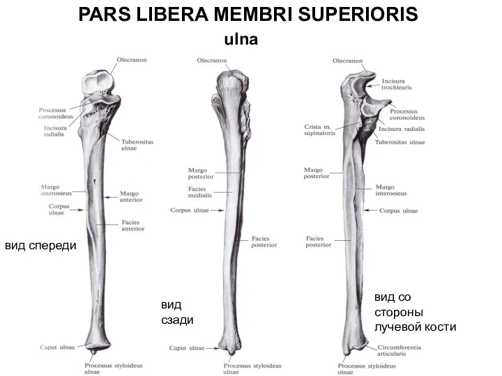 PARS LIBERA MEMBRI SUPERIORIS ulna вид спереди вид сзади вид со стороны лучевой кости