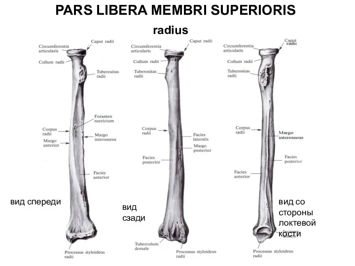 PARS LIBERA MEMBRI SUPERIORIS radius вид спереди вид сзади вид со стороны локтевой кости