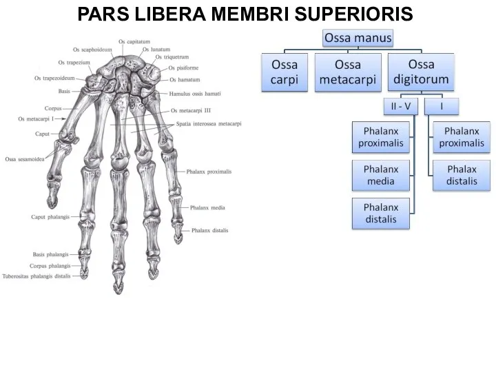 PARS LIBERA MEMBRI SUPERIORIS