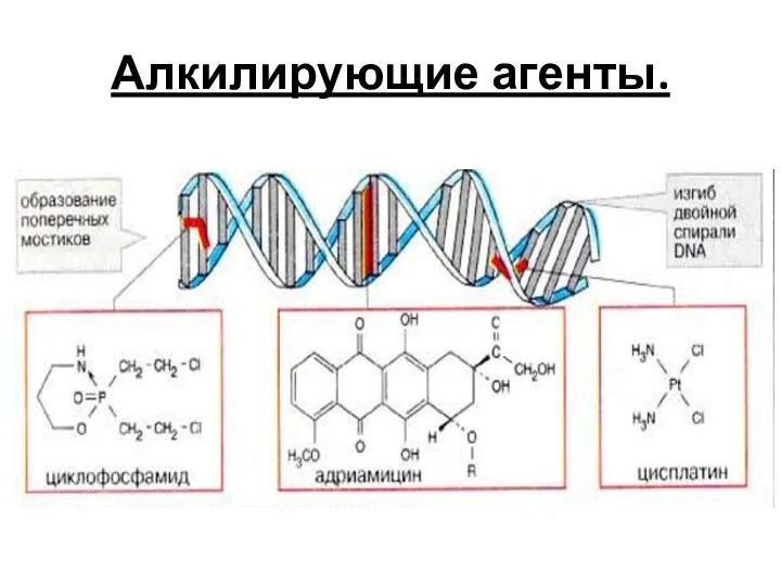 Алкилирующие агенты.