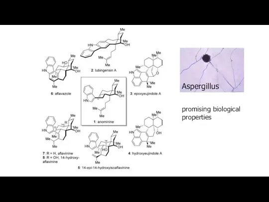 Aspergillus promising biological properties