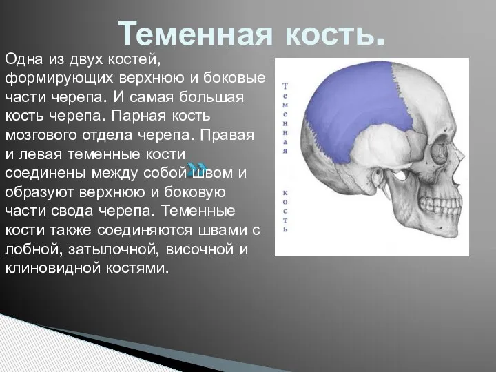 Теменная кость. Одна из двух костей, формирующих верхнюю и боковые части черепа.