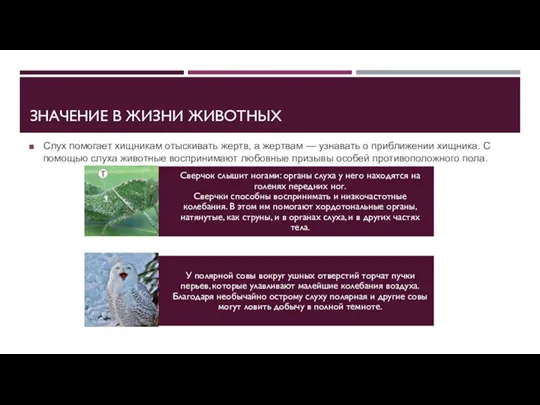 ЗНАЧЕНИЕ В ЖИЗНИ ЖИВОТНЫХ Слух помогает хищникам отыскивать жертв, а жертвам —