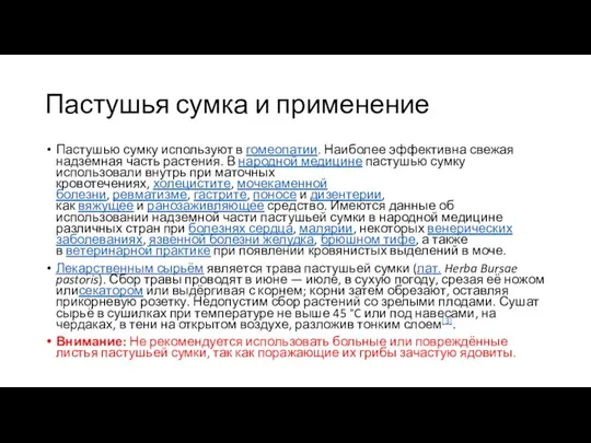 Пастушья сумка и применение Пастушью сумку используют в гомеопатии. Наиболее эффективна свежая