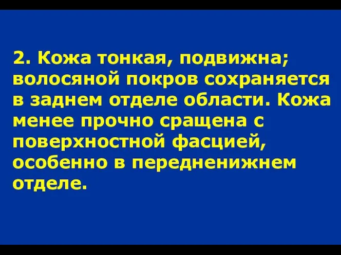 2. Кожа тонкая, подвижна; волосяной покров сохраняется в заднем отделе области. Кожа