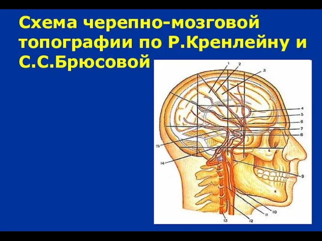 Схема черепно-мозговой топографии по Р.Кренлейну и С.С.Брюсовой