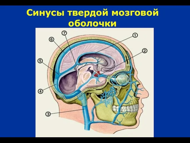 Синусы твердой мозговой оболочки